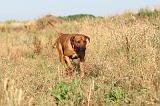 RODESIAN RIDGEBACK 005